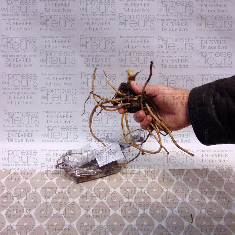 Exemple de spécimen de Agapanthe Blue Triumphator Souche 1/2 yeux tel que livré