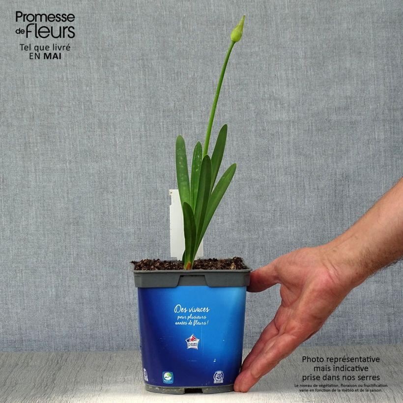 Spécimen de Agapanthe Blue Triumphator Pot de 2L/3L tel que livré au printemps
