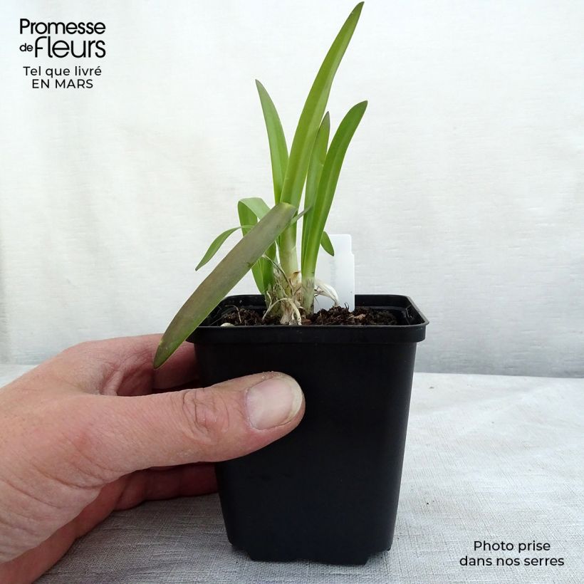 Example of Agapanthe Brilliant Blue Godet de 8/9 cm as you get in printemps