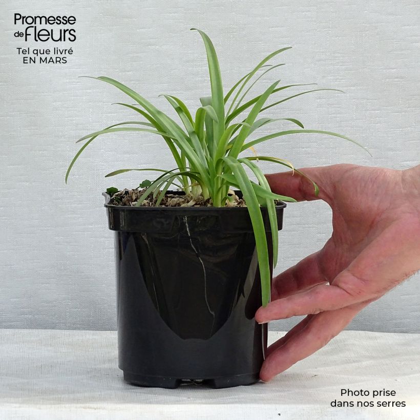 Example of Agapanthe Brilliant Blue Pot de 2L/3L as you get in printemps