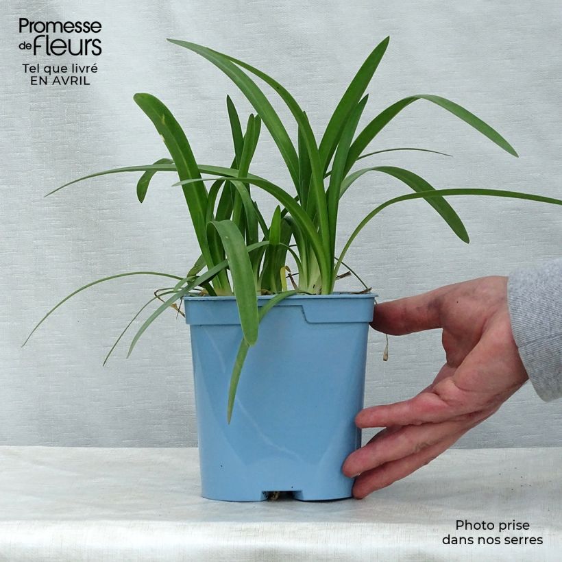 Example of Agapanthe Charlotte Pot de 2L/3L as you get in printemps