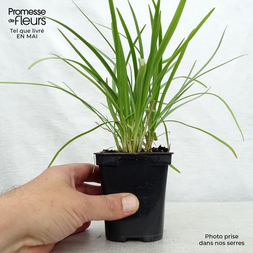 Example of Agapanthe Charlotte Godet de 8/9 cm as you get in printemps