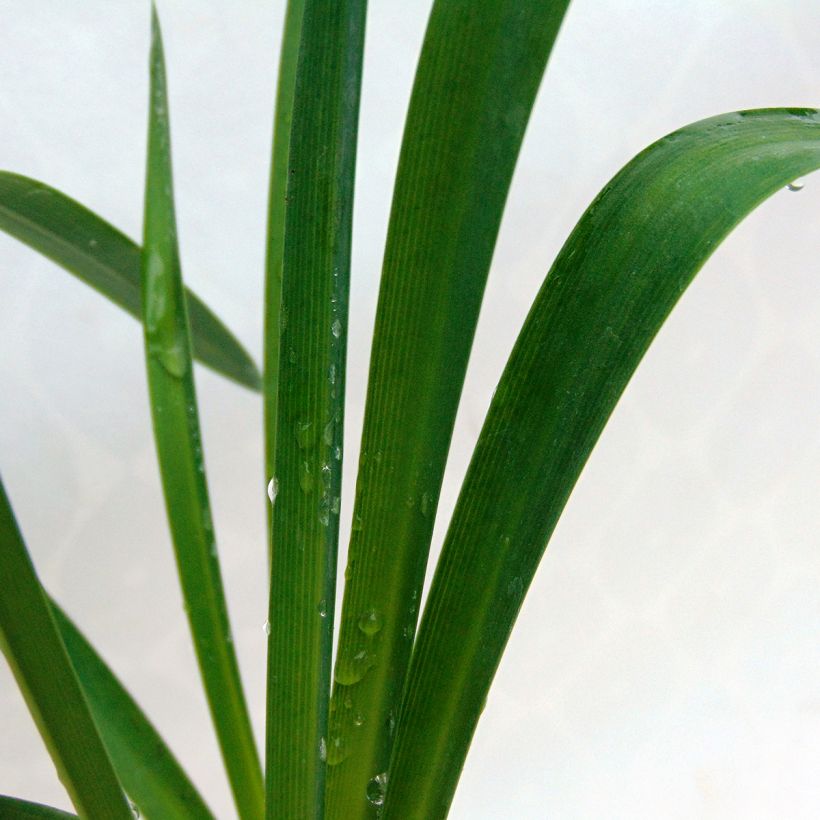 Agapanthe Docteur Brouwer (Foliage)