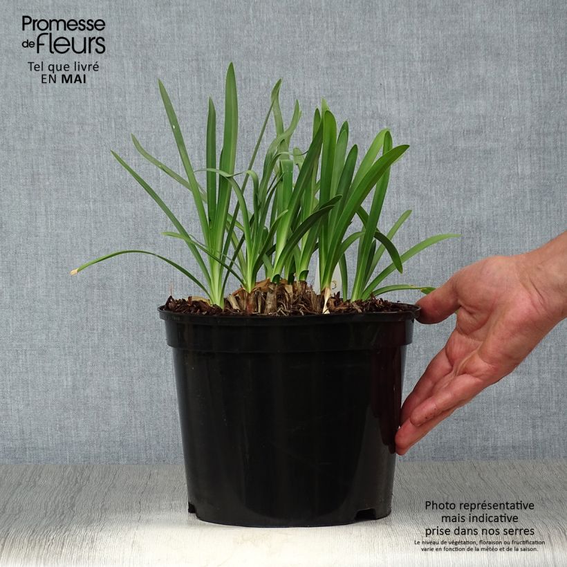 Example of Agapanthe Docteur Brouwer Pot de 4L/5L as you get in printemps