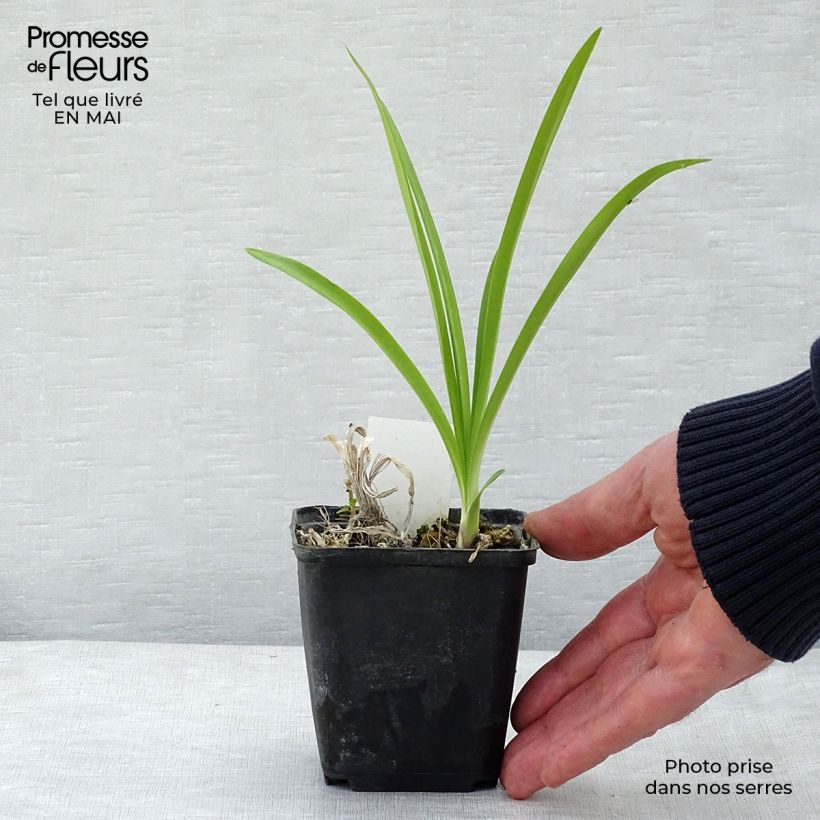 Example of Agapanthe Docteur Brouwer Godet de 8/9 cm as you get in printemps