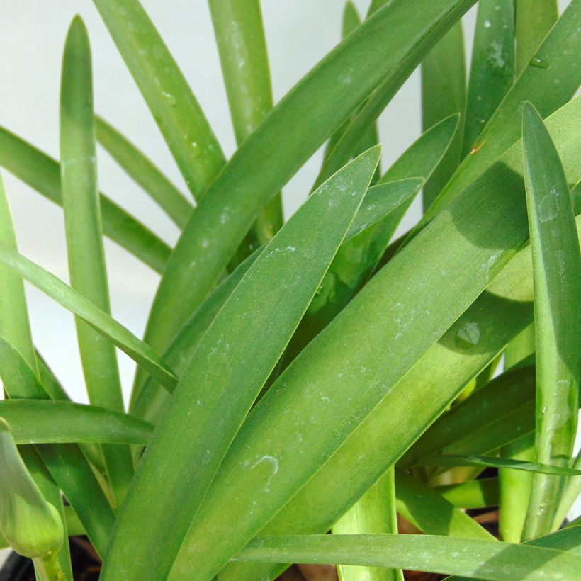 Agapanthe Double Diamond (Foliage)