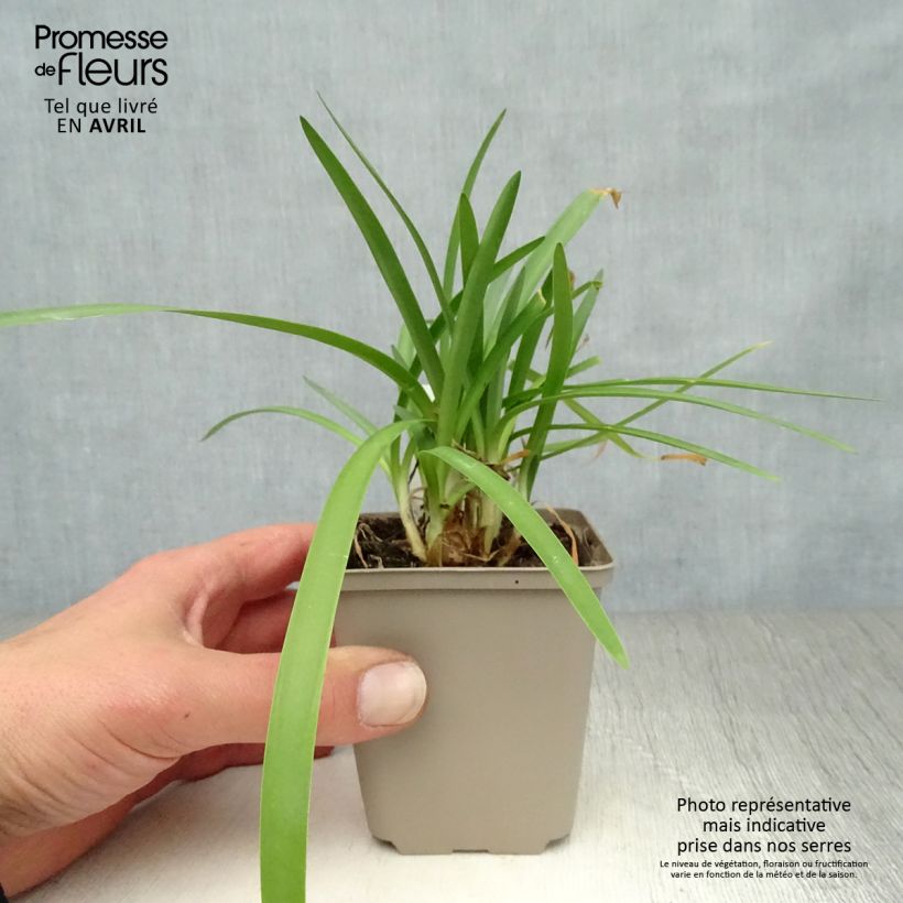 Example of Agapanthe Double Diamond Godet de 8/9 cm as you get in printemps