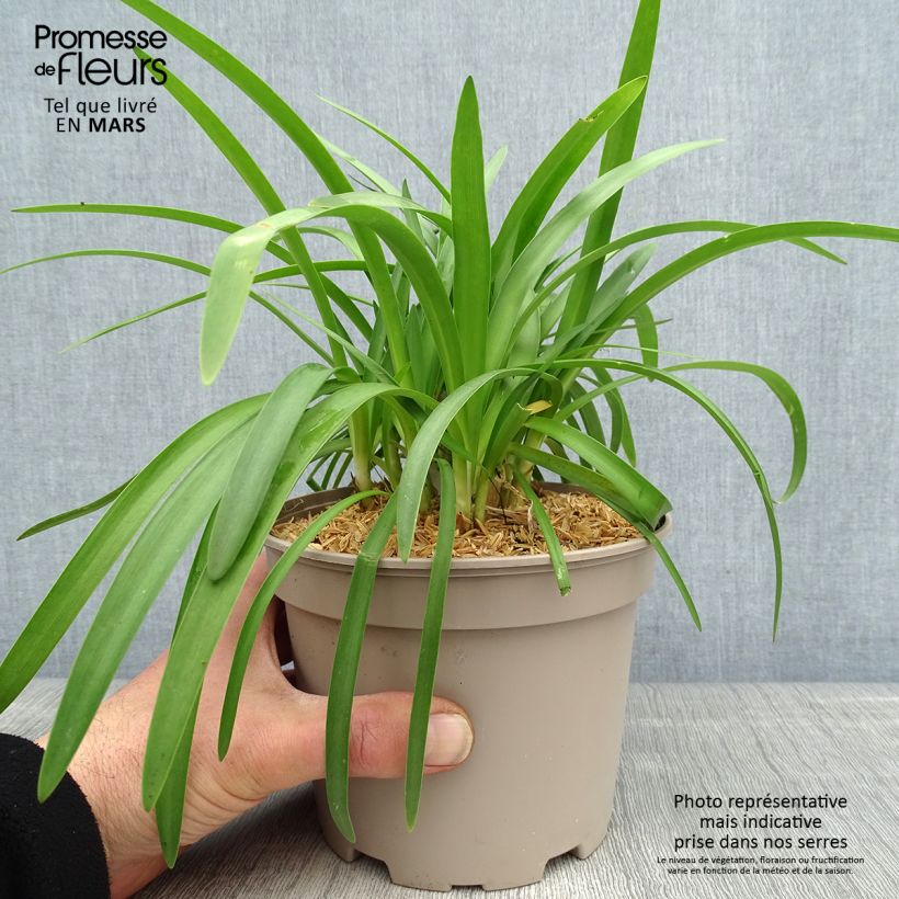 Example of Agapanthe Double Diamond Pot de 2L/3L as you get in printemps