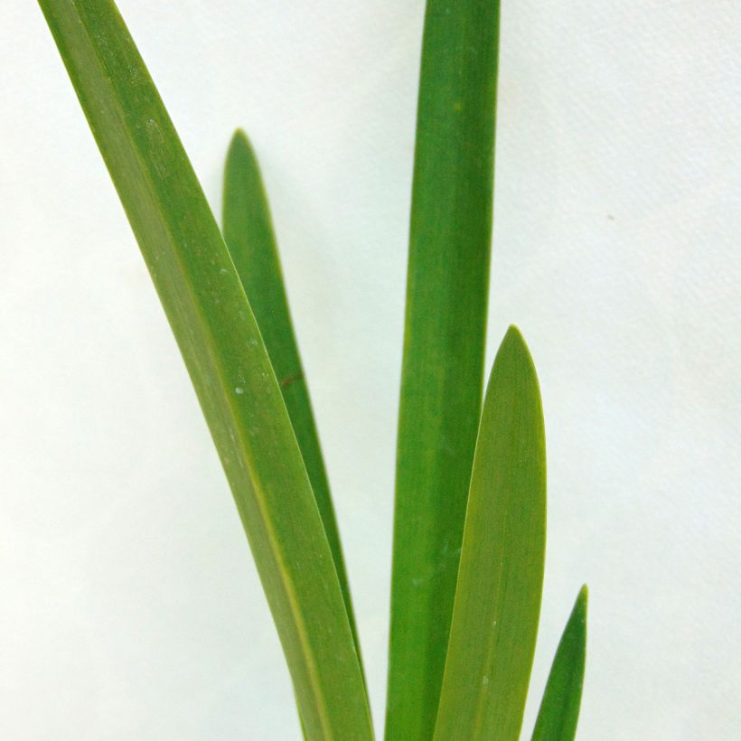 Agapanthe Enigma (Foliage)