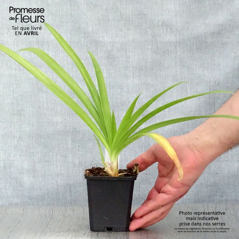 Example of Agapanthe Enigma Godet de 8/9 cm as you get in printemps