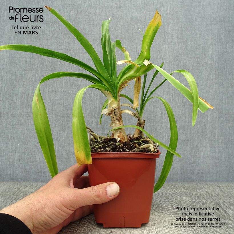 Example of Agapanthe Enigma Pot de 1L/1,5L as you get in printemps