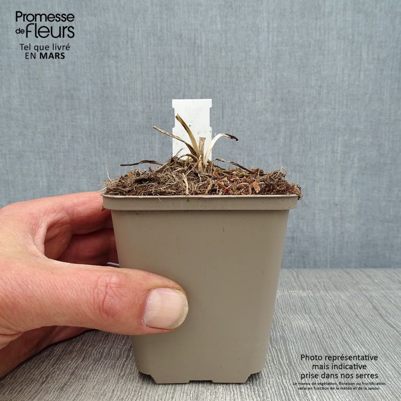 Example of Agapanthe Flower of Love Godet de 8/9 cm as you get in printemps