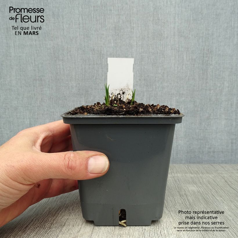 Example of Agapanthe Flower of Love Pot de 1L/1,5L as you get in printemps