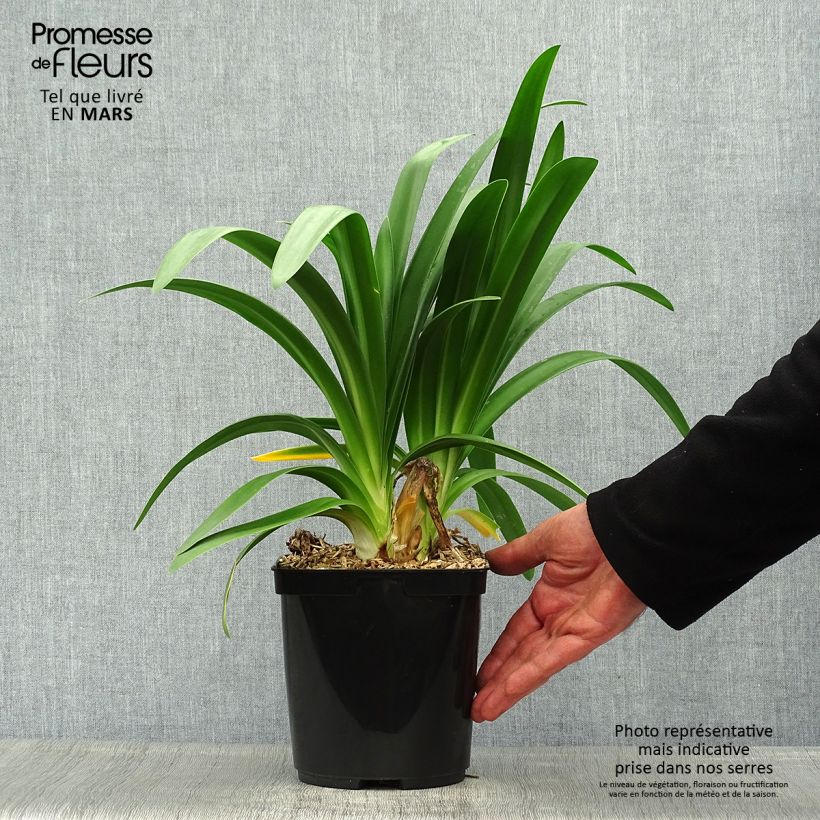 Example of Agapanthe Full Moon Pot de 2L/3L as you get in printemps