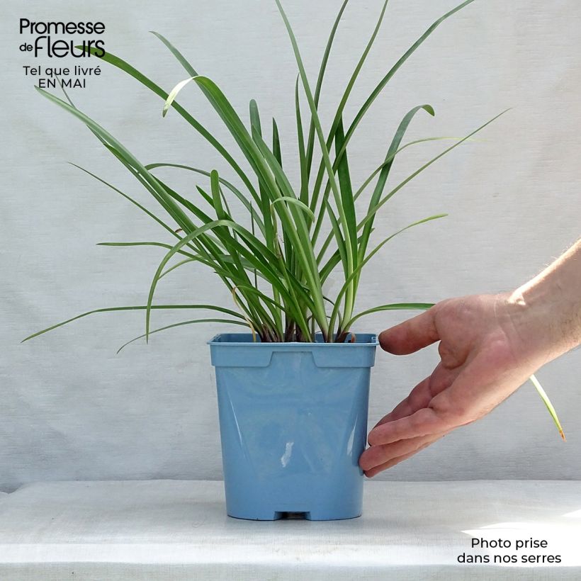 Example of Agapanthe Glacier Stream Pot de 2L/3L as you get in printemps