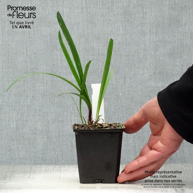 Example of Agapanthe Glacier Stream Godet de 8/9 cm as you get in printemps