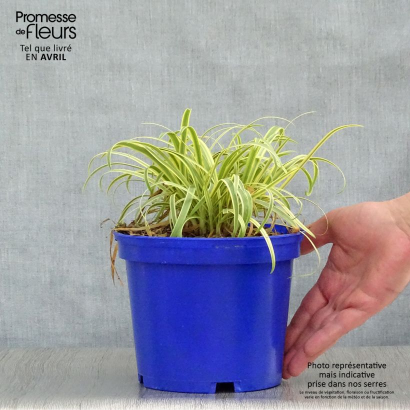 Example of Agapanthe Golden Drop Pot de 2L/3L as you get in printemps
