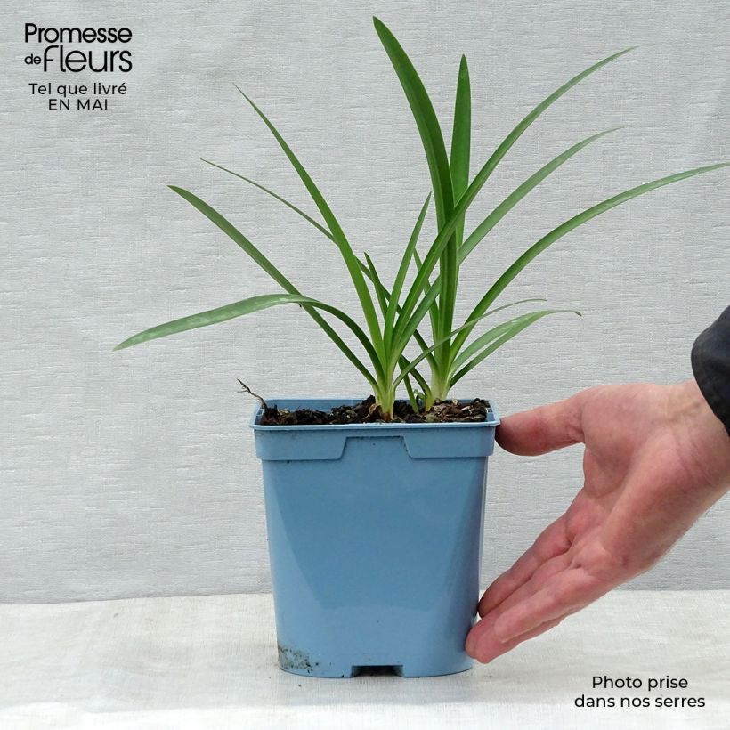 Example of Agapanthe Graphite Blue Pot de 2L/3L as you get in printemps