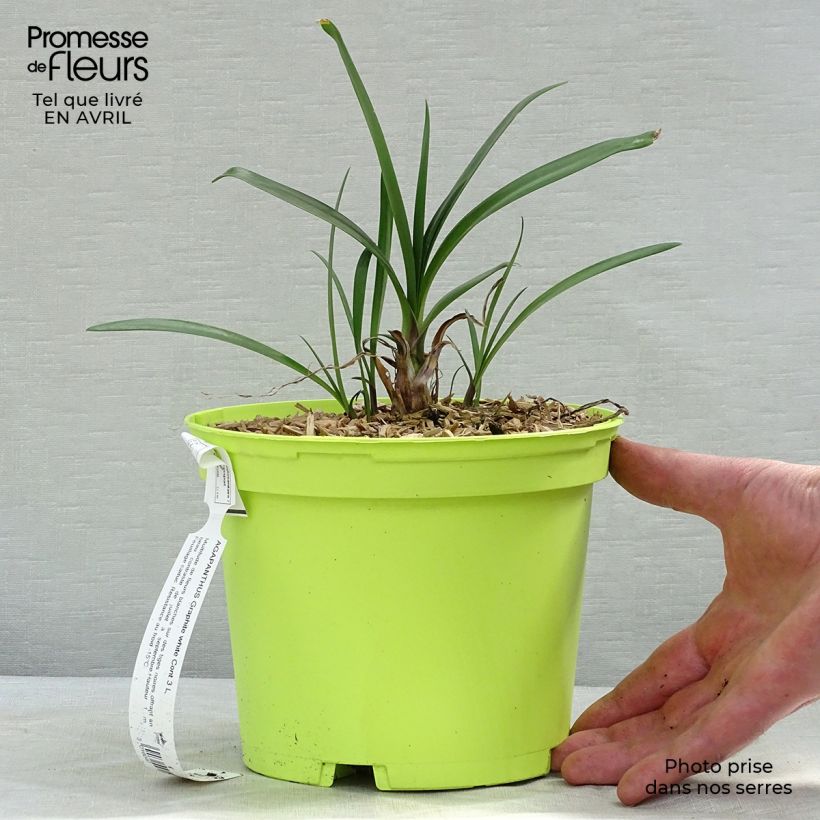 Example of Agapanthe Graphite White Pot de 2L/3L as you get in printemps