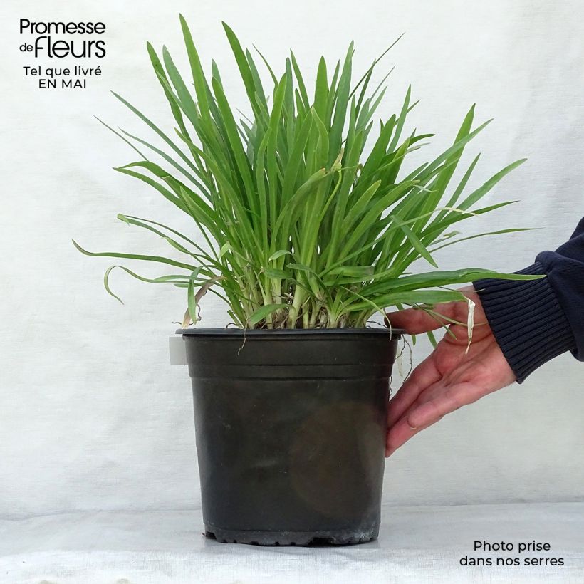 Example of Agapanthe Lapis Lazuli Pot de 2L/3L as you get in printemps