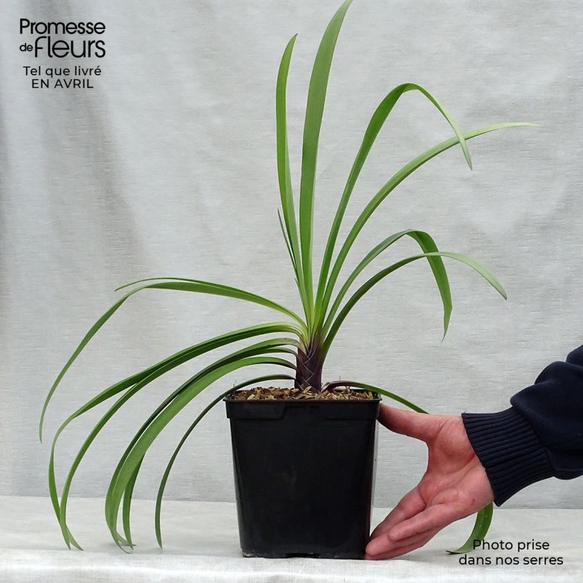 Example of Agapanthe Megan's Mauve Pot de 2L/3L as you get in printemps