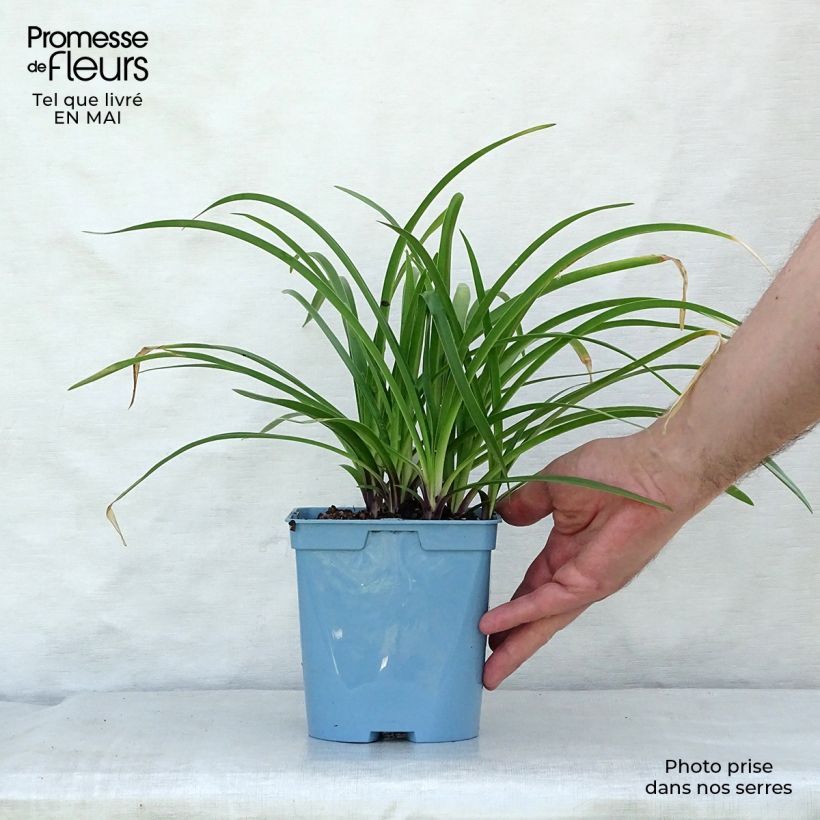 Example of Agapanthe Navy Blue (syn. Midnight Star) Pot de 2L/3L as you get in printemps