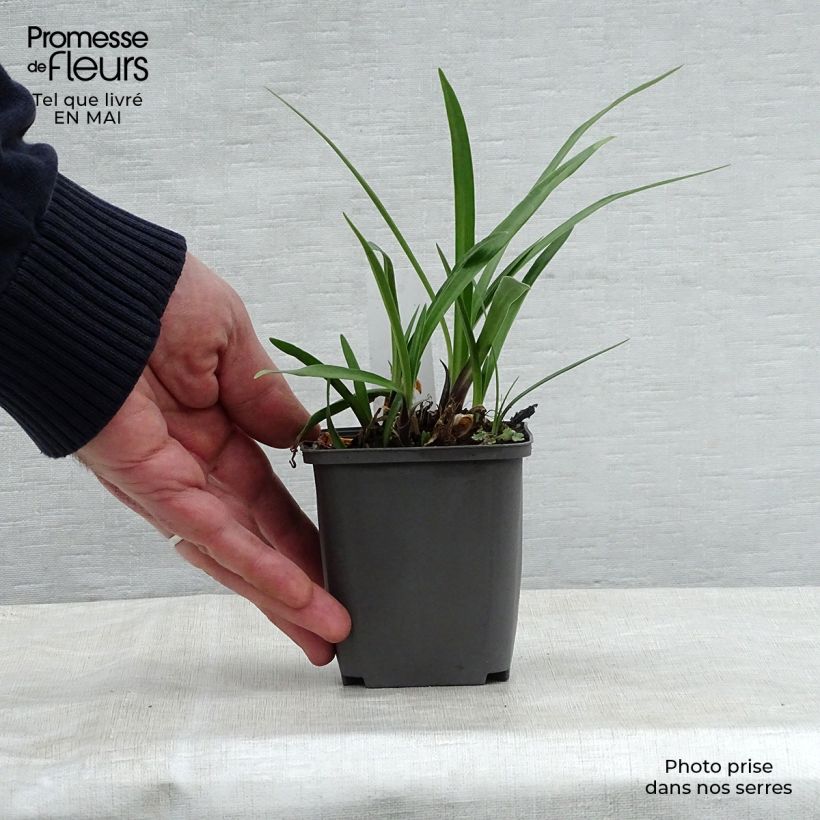 Example of Agapanthe Navy Blue (syn. Midnight Star) Godet de 8/9 cm as you get in printemps