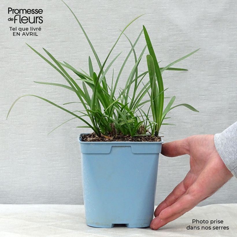Example of Agapanthe Northern Star Pot de 2L/3L as you get in printemps