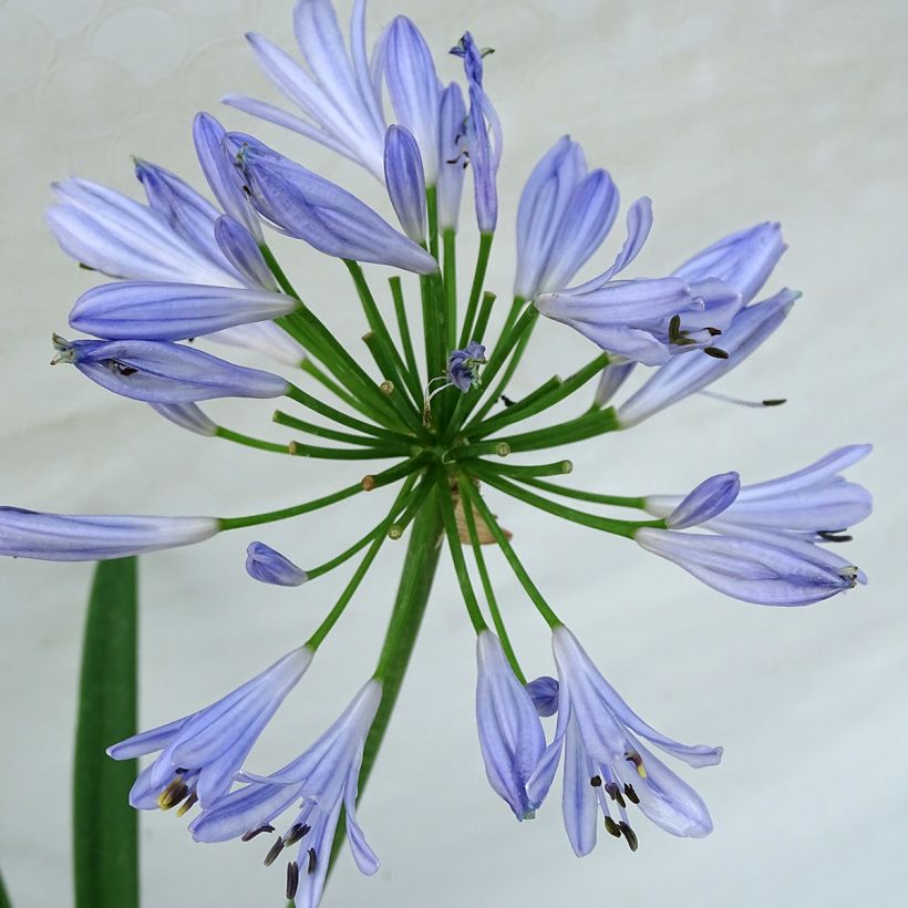 Agapanthe Pitchoune Blue (Flowering)