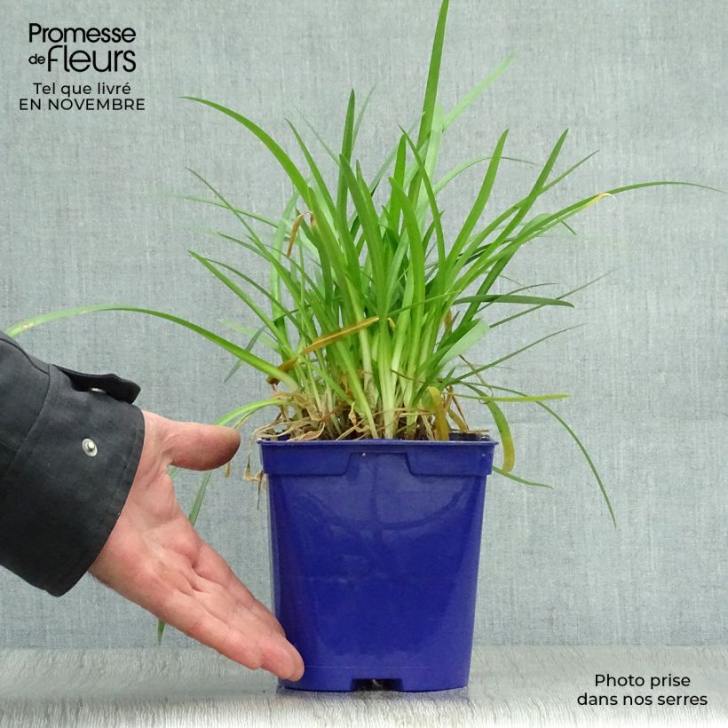 Spécimen de Agapanthe Pitchoune Blue Pot de 2L/3L tel que livré en automne