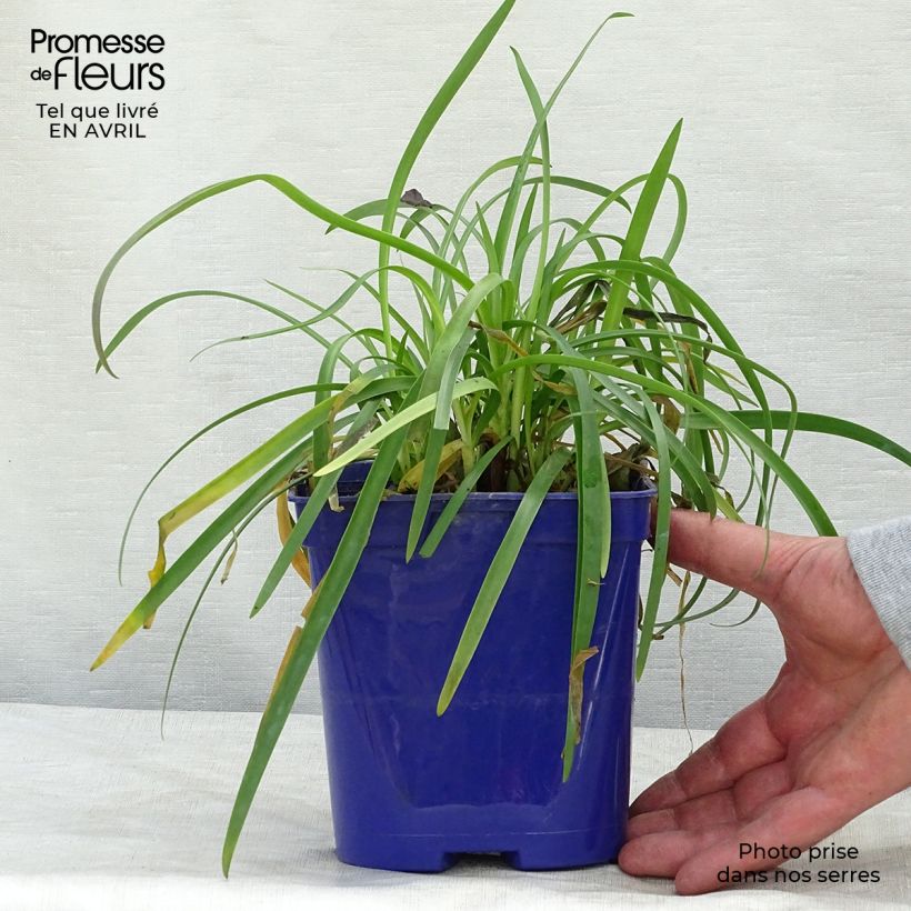 Example of Agapanthe Pitchoune Blue Pot de 2L/3L as you get in printemps