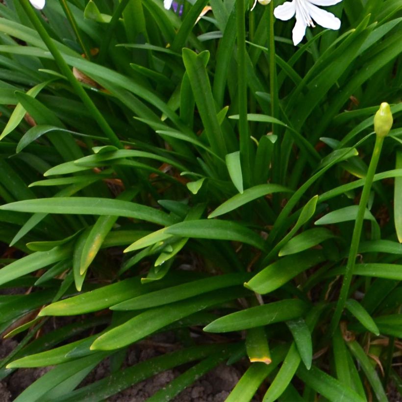 Agapanthe Pitchoune White (Foliage)