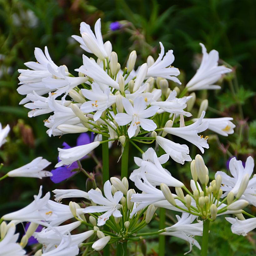 Agapanthe Pitchoune White (Flowering)