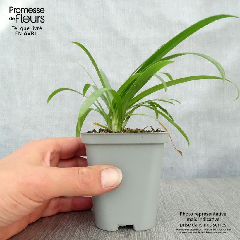 Example of Agapanthe Pretty Sandy Godet de 8/9 cm as you get in printemps