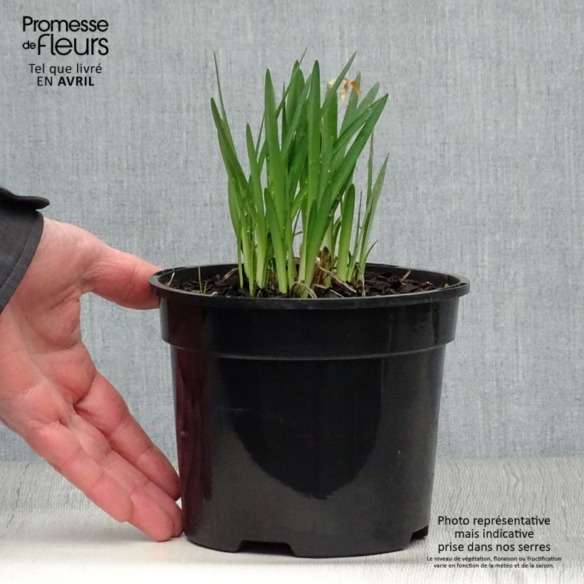 Example of Agapanthe Pretty Sandy Pot de 2L/3L as you get in printemps