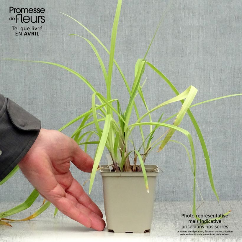 Example of Agapanthe Purple Cloud Godet de 8/9 cm as you get in printemps