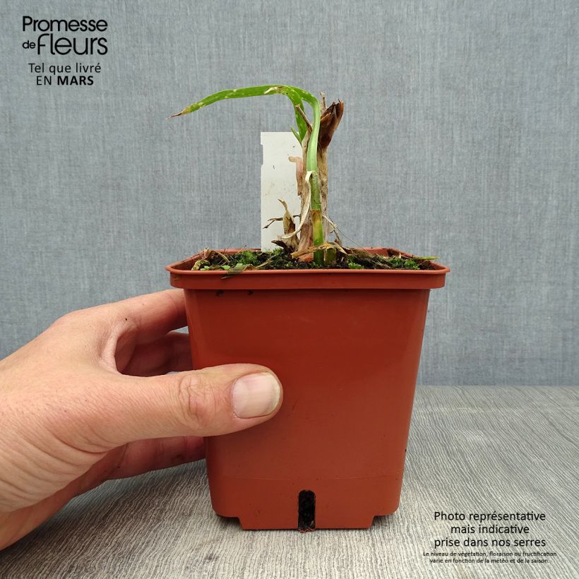 Example of Agapanthe Purple Cloud Pot de 1L/1,5L as you get in printemps