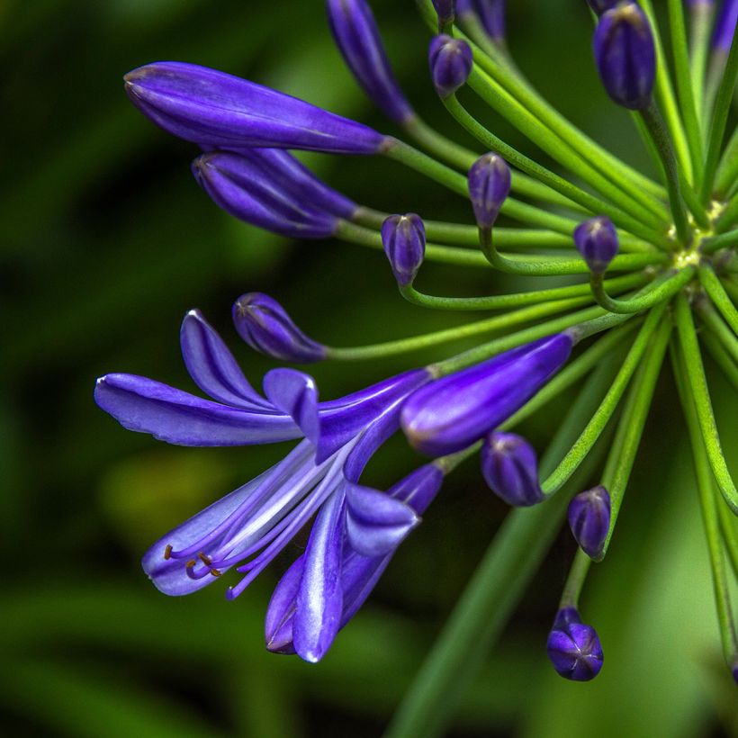 Agapanthe Purple Cloud (Flowering)
