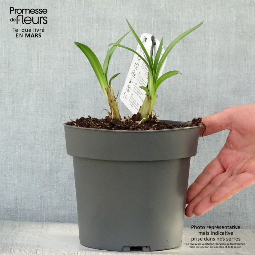 Example of Agapanthe Purple Heart Pot de 2L/3L as you get in printemps