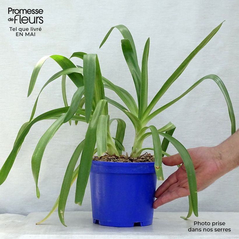 Example of Agapanthe Queen Mum Pot de 2L/3L as you get in printemps