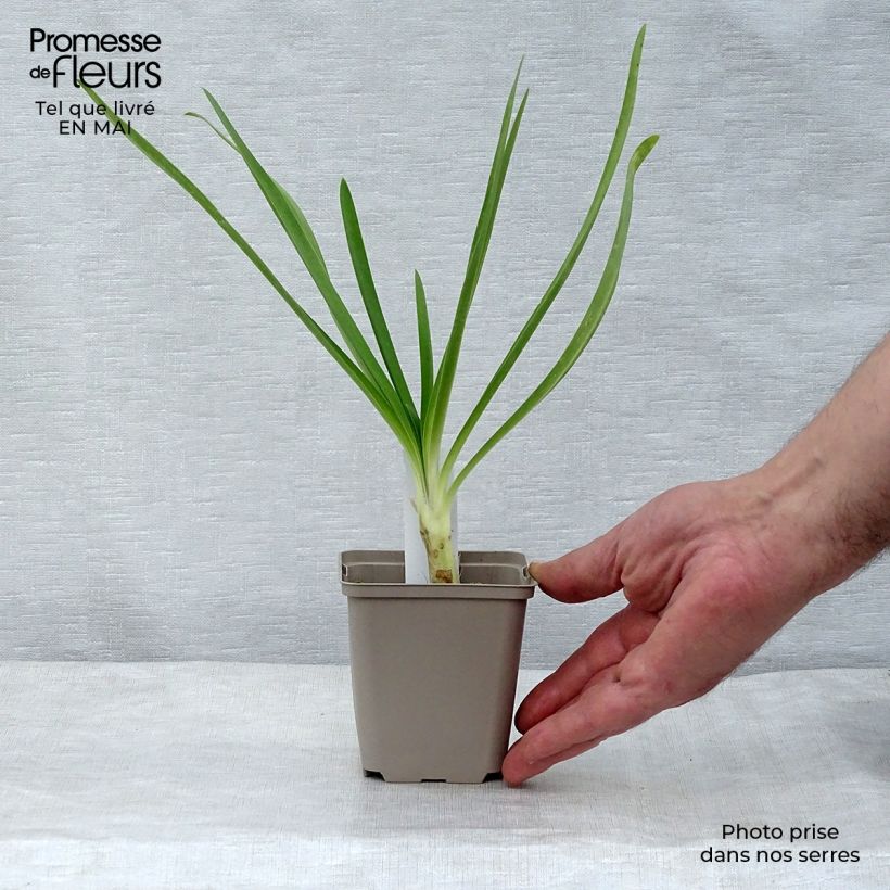 Example of Agapanthe Queen Mum Godet de 8/9 cm as you get in printemps