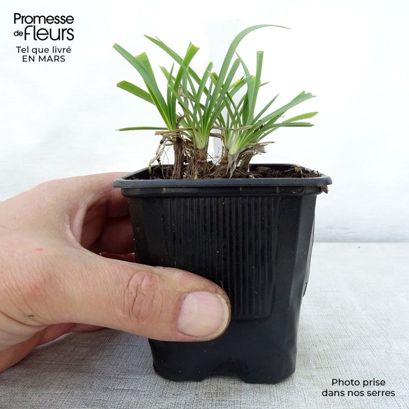 Spécimen de Agapanthe Rosewarne Godet de 8/9 cm tel que livré au printemps