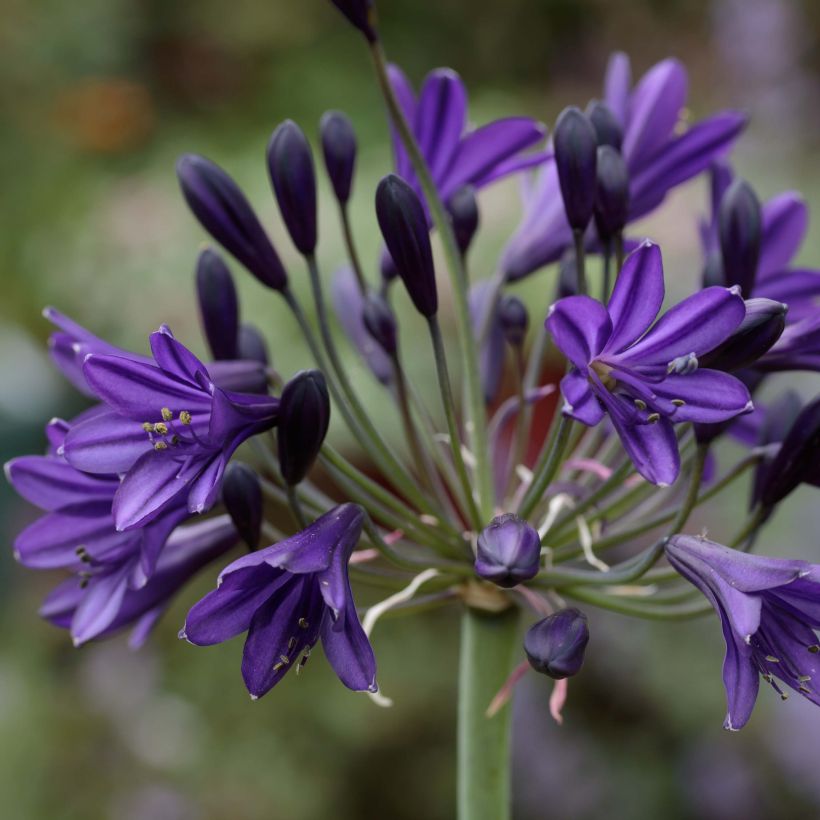 Agapanthe Royal Velvet (Flowering)