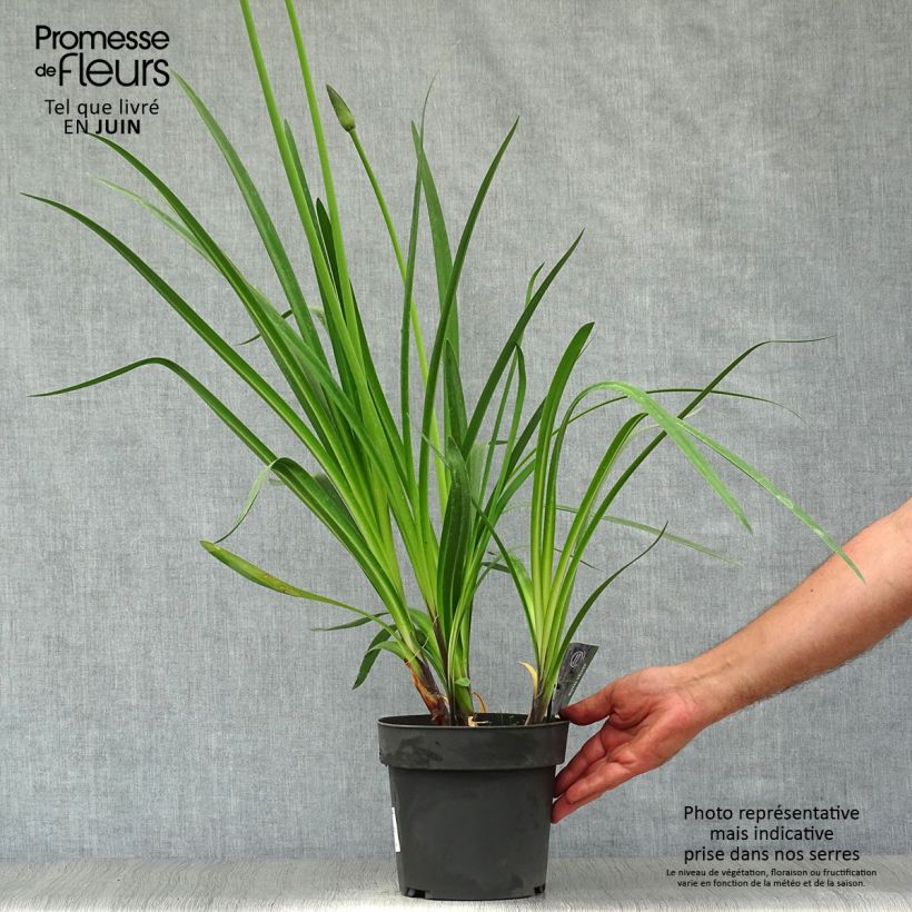 Spécimen de Agapanthe Royal Velvet Pot de 2L/3L tel que livré en été