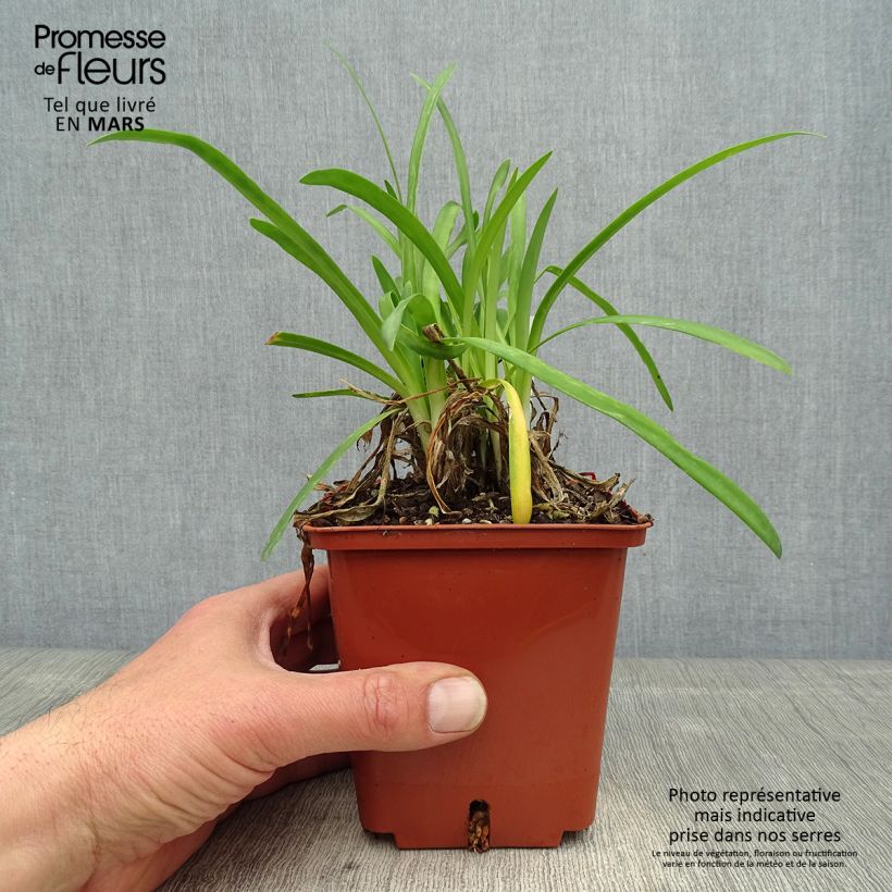 Example of Agapanthe Silver Baby Pot de 2L/3L as you get in printemps