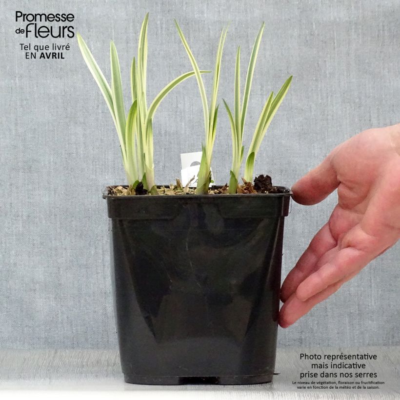 Example of Agapanthe Silver Moon Pot de 1L/1,5L as you get in printemps