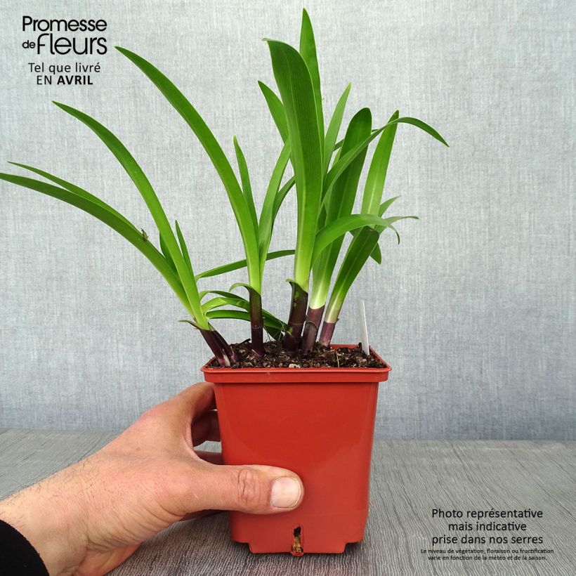 Spécimen de Agapanthe Stars and Stripes Pot de 1L/1,5L tel que livré au printemps