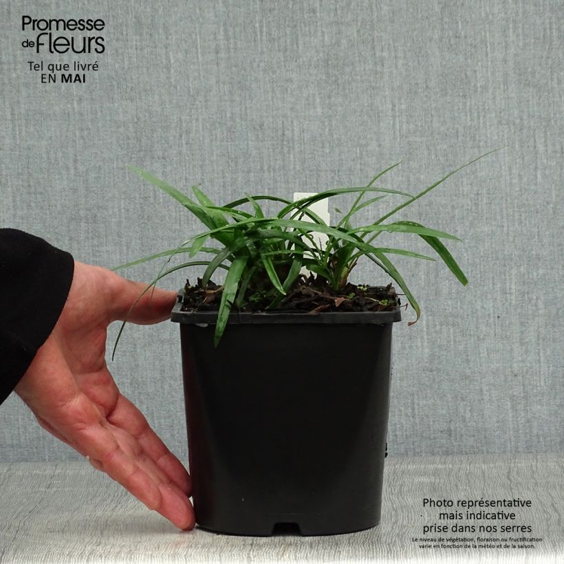 Example of Agapanthe Thumbelina Pot de 2L/3L as you get in printemps