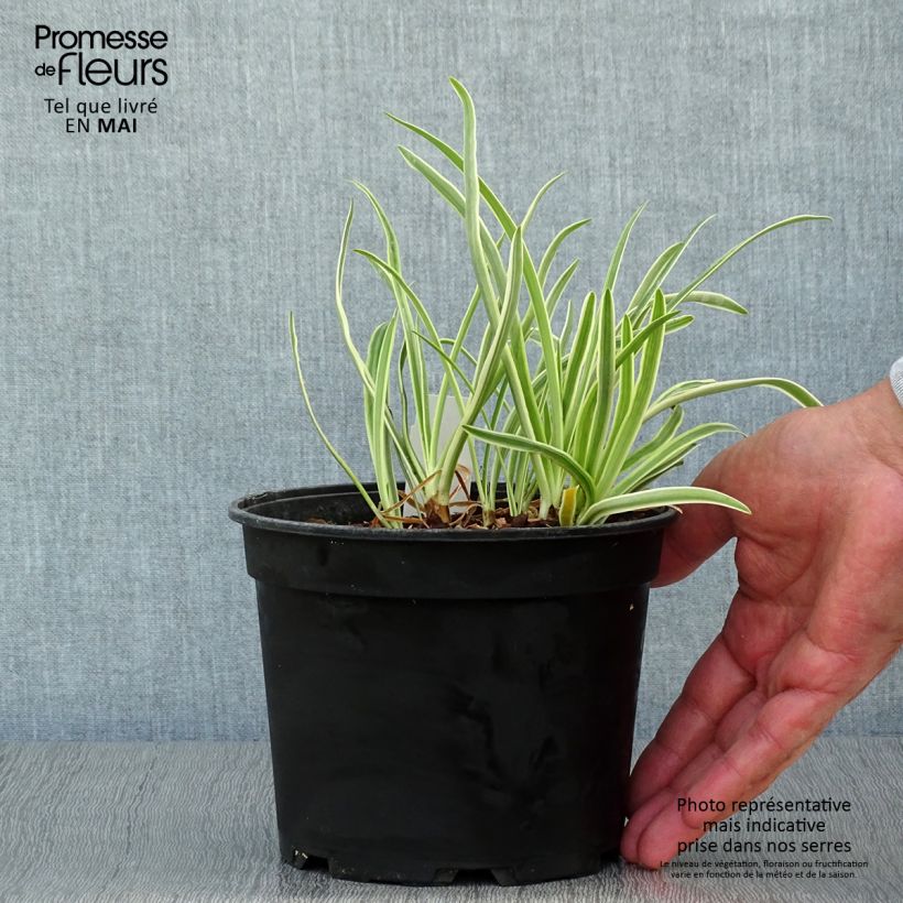 Example of Agapanthe Tinkerbell Pot de 2L/3L as you get in printemps