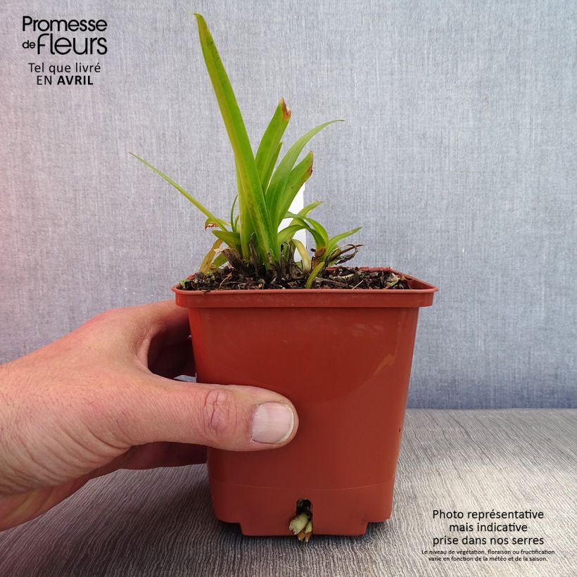 Example of Agapanthe Tom Thumb Pot de 1L/1,5L as you get in printemps